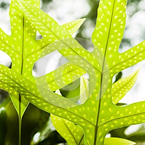 Immature Ferns