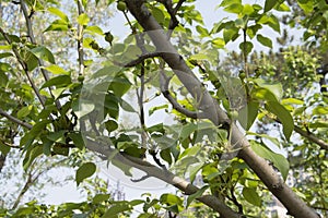 An immature fig tree