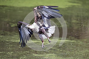 Immature fish eagle tried to catch and missed