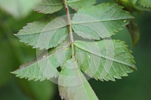 Immature forms of rose leafhopper - larvae or nymphs (Edwarsiana rosae) known as ghost flies on underside of rose leaf