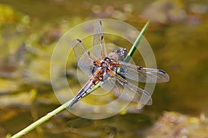 Immature Four-spotted Chaser Dragonfly - Libellula quadrimaculata at rest. photo