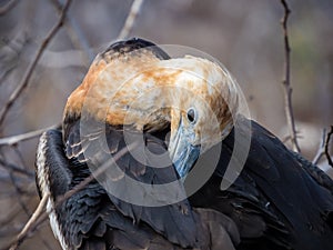 Immature frigate bird, North Seymour, Galapagos, Ecuador