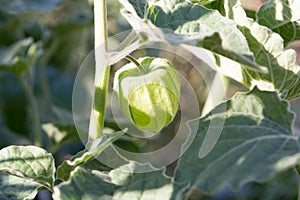 Immature fruit cape gooseberries