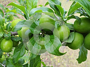 immature fruit of plums on a branch