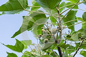 Immature Fruits Of the Candlenut Tree