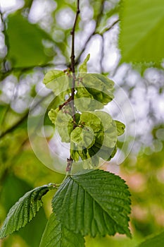 Immature fruits of a elm (Ulmus glabra Huds), samara, a winged a