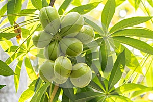 Fruits of a java olive tree, Sterculia foetida