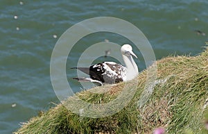 Immature Gannet {Morus Bassanus}