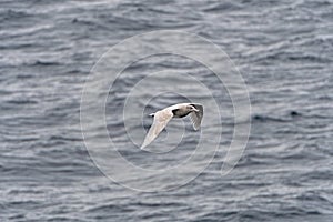 Immature Glaucous Gull in Flight