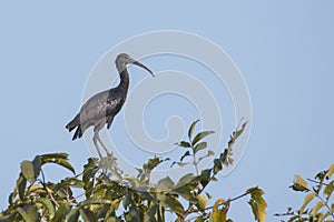 Immature Glossy Ibis Sitting on Tree Top.