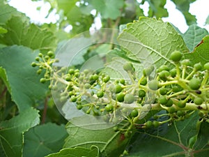 Immature grapes