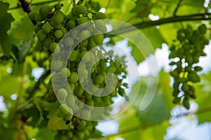 Immature grapes on a branch close-up.