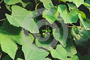 Immature grapes growing on a dense grape vine