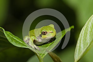 Immature gray tree frog