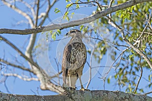 Immature Great Black Hawk in the Pantanal