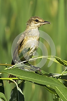 An immature of great reed warbler ( Acrocephalus arundinaceus )