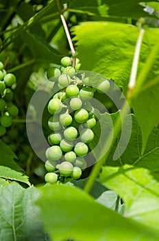 Immature green grapes with leaves on the vine in the vineyard