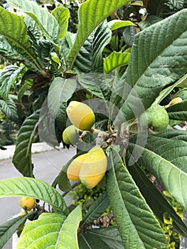 Immature Green Loquat Eriobotrya japonica on Loquat Tree Loquat fruit now ripening slowly from green loquat to Yellow