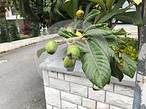 Immature Green Loquat Eriobotrya japonica on Loquat Tree Loquat fruit now ripening slowly from green loquat to Yellow