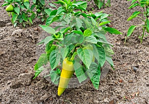 Immature green pepper on the Bush on the farm. Planting vegetables.