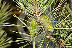 Immature green pine cone. Young needles of pine