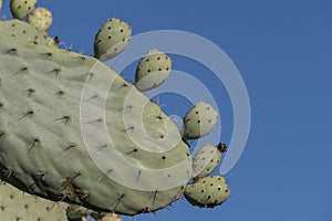 Immature green prickly pear