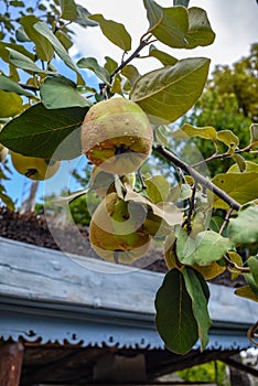 Immature green quinces in a tree