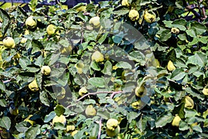 Immature green quinces in a tree