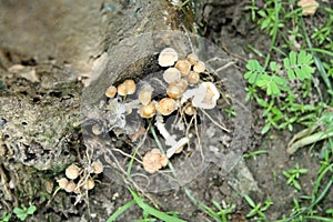 Immature Green-spored parasol (Chlorophyllum molybdites) growing on a dead wood : (pix Sanjiv Shukla)