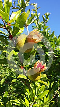 Immature grenades on the tree