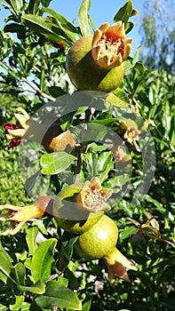 Immature grenades on the tree