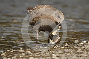 Immature gull or seagull eating a mollusc