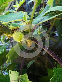 Immature hairy-fruited eggplant Solanum ferox.