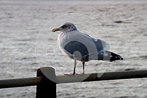 Immature Herring Gull on a Coastal Jetty Handrail