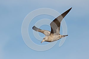 Immature Herring Gull in Flight