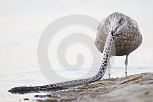 Immature Herring Gull trying to swallow a scavenged Spotted Snake Eel whole - Pinellas County, Florida photo