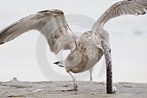 Immature Herring Gull trying to swallow a scavenged Spotted Snake Eel whole - Pinellas County, Florida photo