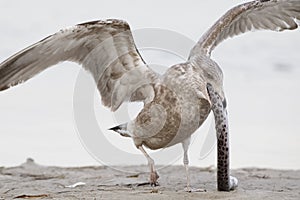 Immature Herring Gull trying to swallow a scavenged Spotted Snake Eel whole - Pinellas County, Florida