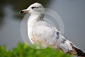 Immature Herring Seagull Sitting