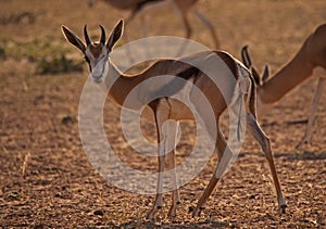 Immature Kalahari Springbok