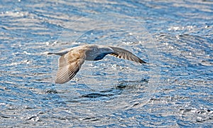 Kelp Gull In Flight