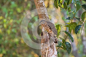 Immature Large Hawk Cuckoo, eagle hawk bird eating hairy worm on