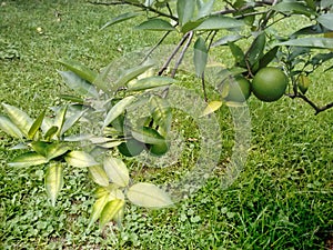 Immature lemons in the tree photo