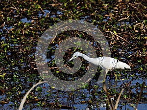 Immature Little Blue Heron