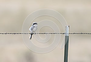 Immature Loggerhead Shrike (Lanius ludovicianus) on Barbed Wire