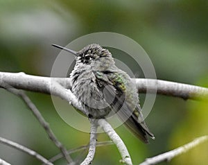 An immature male Anna`s hummingbird on a branch