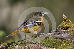 Immature Male Baltimore Oriole perched on a mossy log