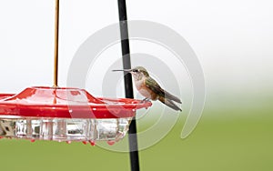 Immature Male Brilliant Rufous Hummingbird Selasphorus rufus