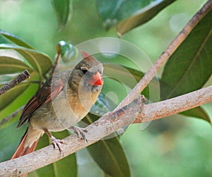 Immature Male Cardinal-Practice mean face