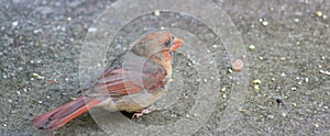 Immature Male Cardinal on sidewalk